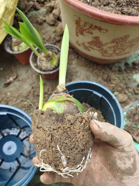 刚买的盆栽枝叶和花朵都蔫了怎么办