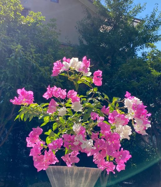 三角梅开花慢怎么办