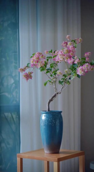 三角梅开花慢怎么办
