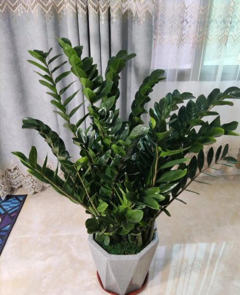盆栽金钱树怎么养殖