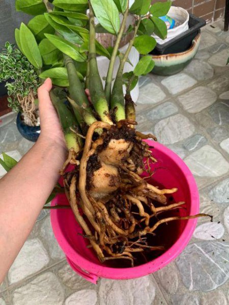 盆栽金钱树怎么养殖