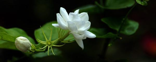 茉莉花移栽上盆后要注意什么