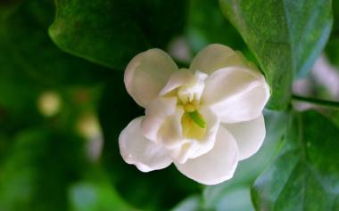 茉莉花移栽上盆后要注意什么