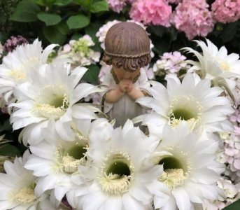仙人球不开花什么原因 仙人球开花的必备条件