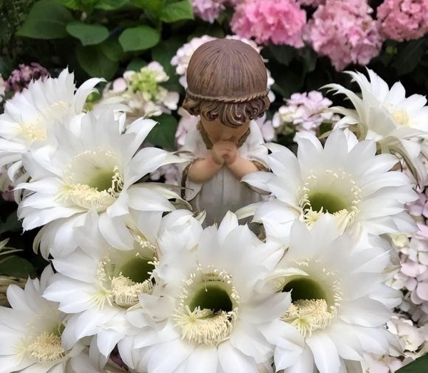 仙人球不开花什么原因