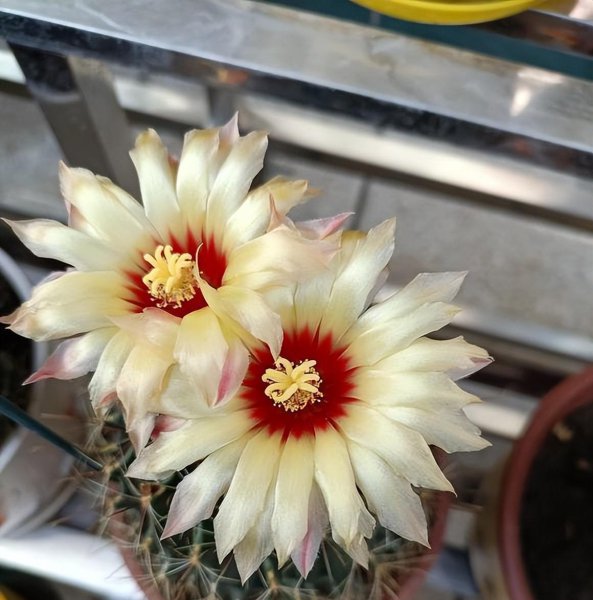 仙人球不开花什么原因