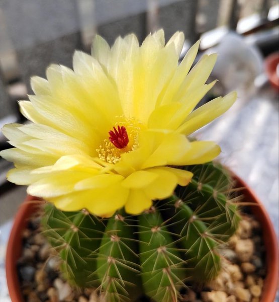 仙人球不开花什么原因