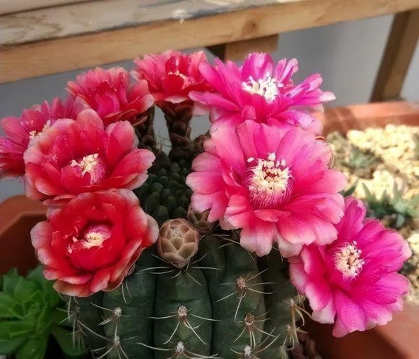 仙人球不开花什么原因