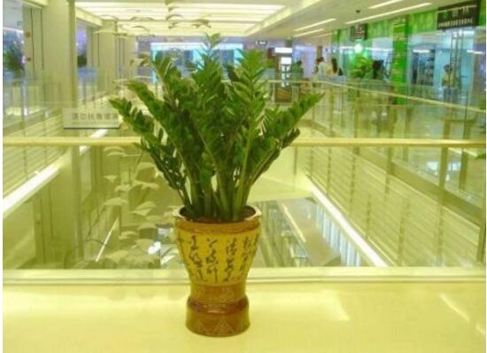 金钱树可以放在卧室吗