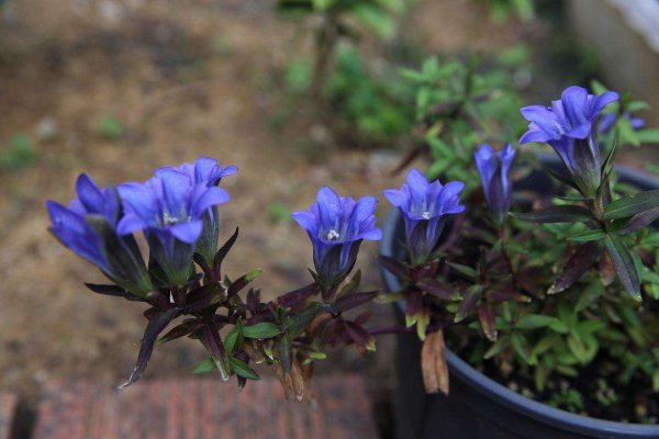 龙胆花冬天开花吗