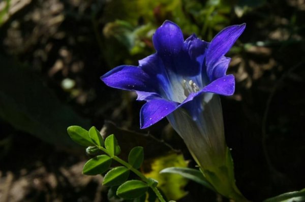 龙胆花冬天开花吗