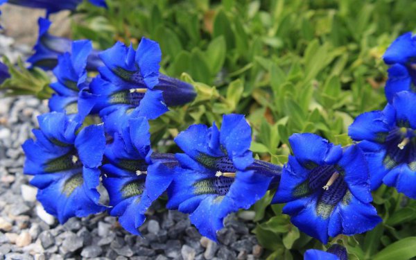 龙胆花冬天开花吗