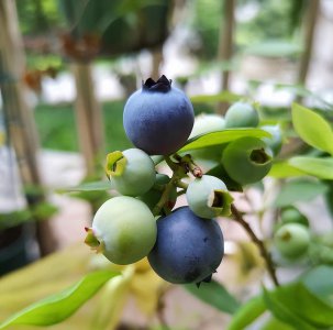 盆栽蓝莓树苗怎种植 有关盆栽蓝莓树苗室内阳台种植方法