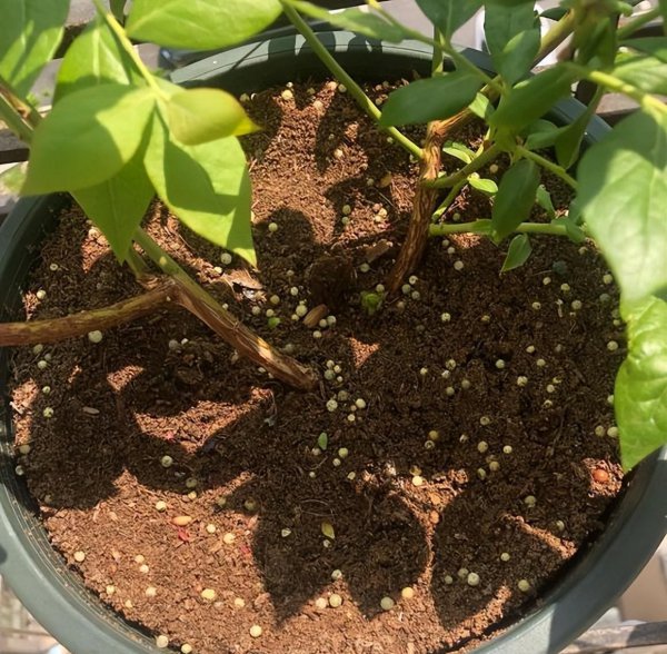 盆栽蓝莓树苗怎种植