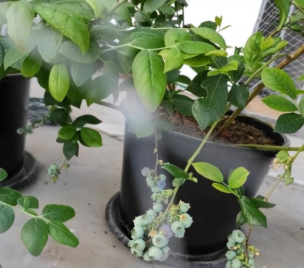 盆栽蓝莓树苗怎种植