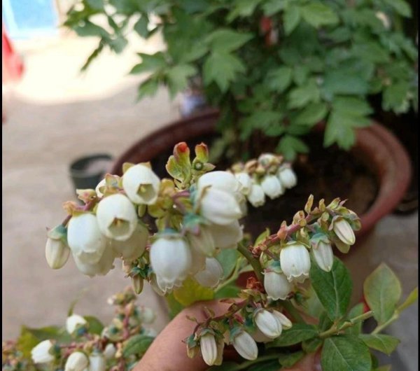 盆栽蓝莓树苗怎种植