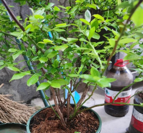 盆栽蓝莓树苗怎种植