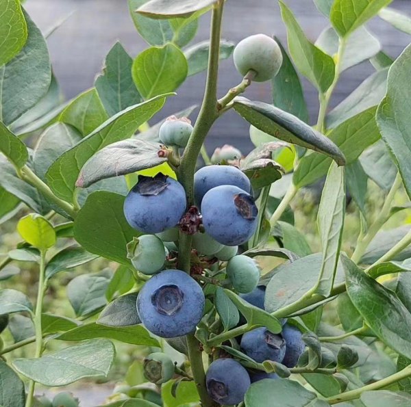 盆栽蓝莓树苗怎种植