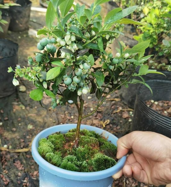 盆栽蓝莓树苗怎种植