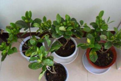 盆栽栀子花怎么换盆 栀子花的换盆技巧及养护办法