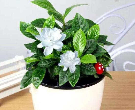 盆栽栀子花怎么换盆