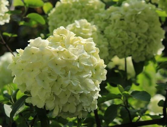 养绣球花有什么作用