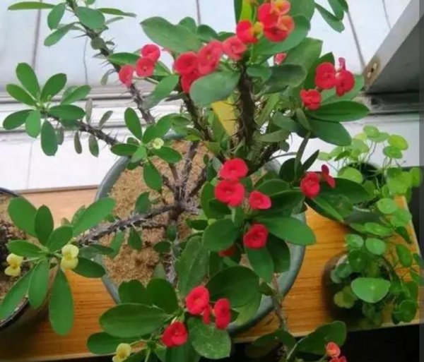哪些花不能养在卧室