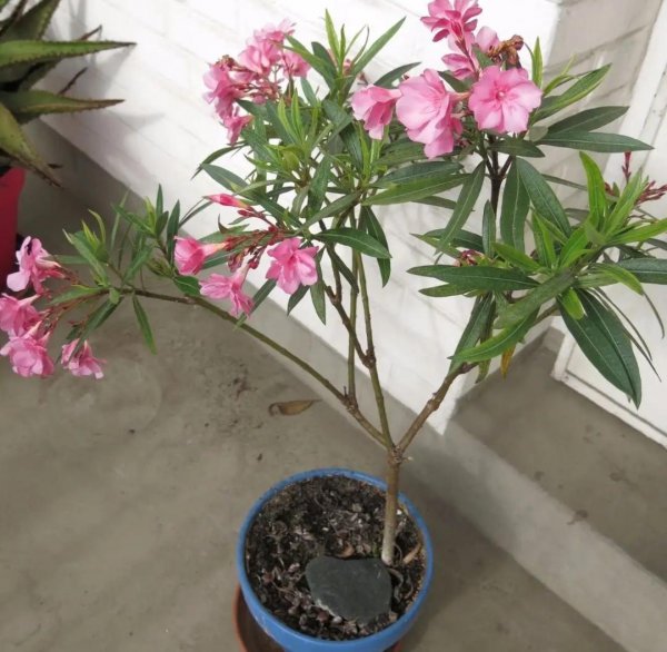 哪些花不能养在卧室