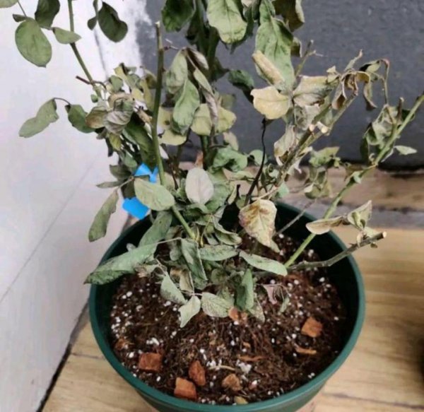 哪些花不能养在卧室
