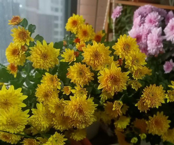 荷兰菊怎么种植