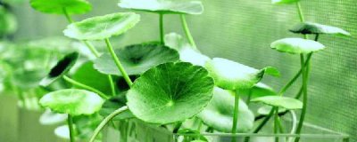 铜钱草需要换水吗 详解铜钱草换水须知