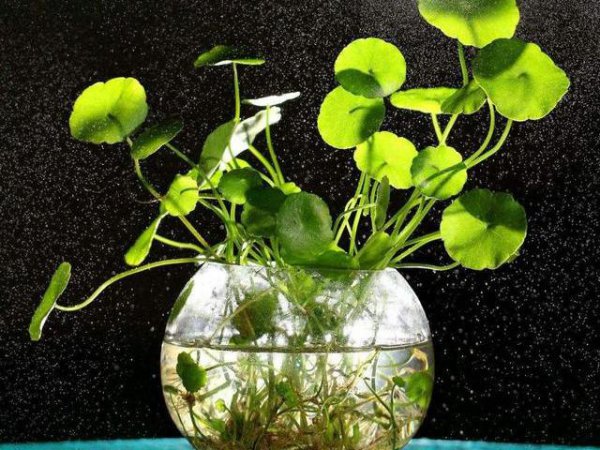 铜钱草需要换水吗