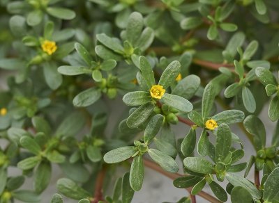 田地里有杂草怎么去除 有关效果极好的5种除草剂推荐