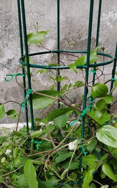 铁线莲喜阴还是喜阳