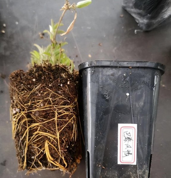 铁线莲喜阴还是喜阳