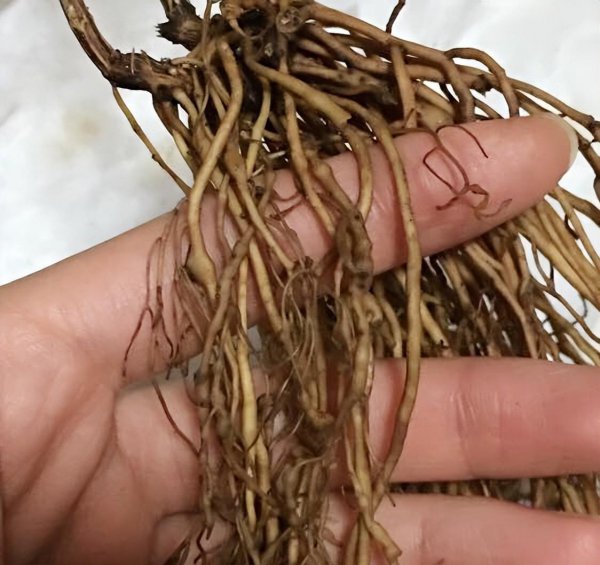 铁线莲喜阴还是喜阳