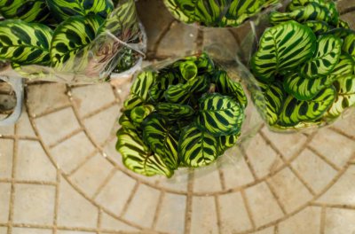 孔雀竹芋是什么植物 有关孔雀竹芋的介绍