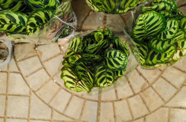 孔雀竹芋是什么植物