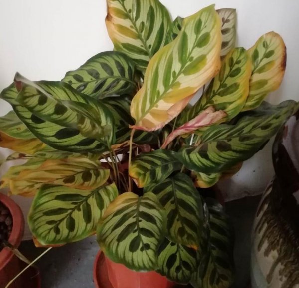 孔雀竹芋是什么植物