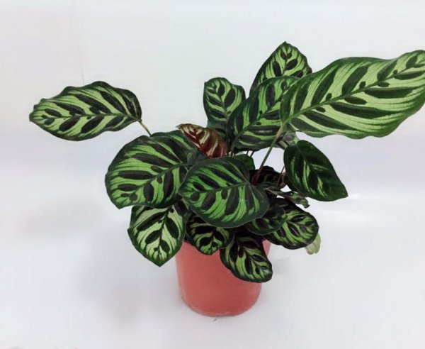 孔雀竹芋是什么植物