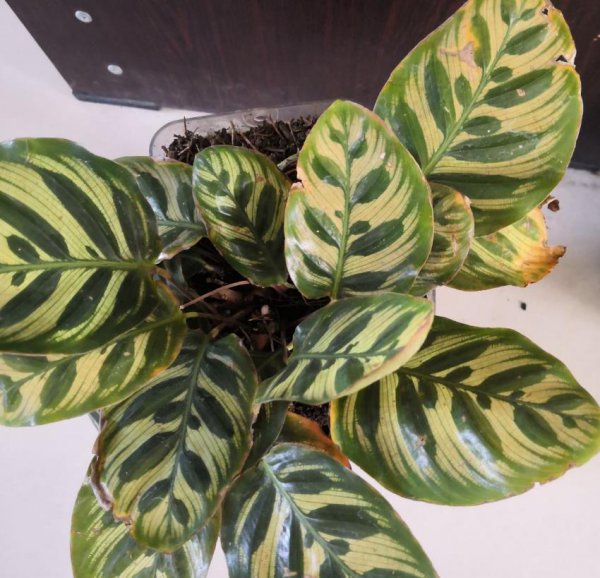 孔雀竹芋是什么植物