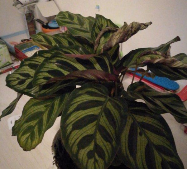 孔雀竹芋是什么植物