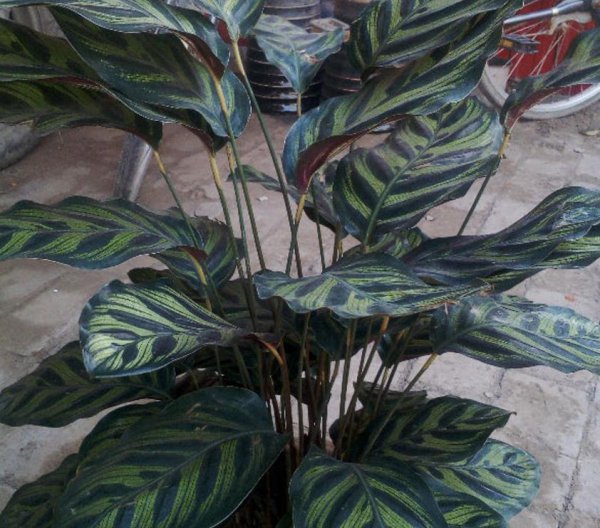 孔雀竹芋是什么植物
