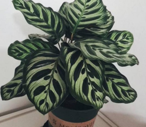孔雀竹芋是什么植物