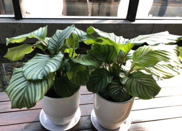 孔雀竹芋是什么植物