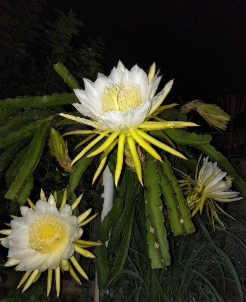 火龙果树盆栽怎么种植