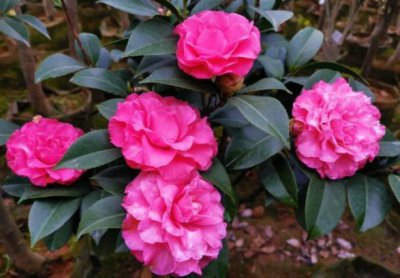 山茶花浇水的正确方法 有关家庭盆栽山茶花小技巧