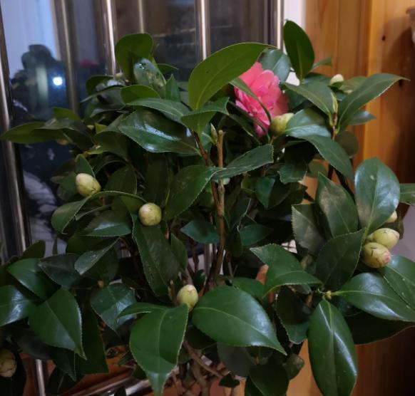 山茶花浇水的正确方法