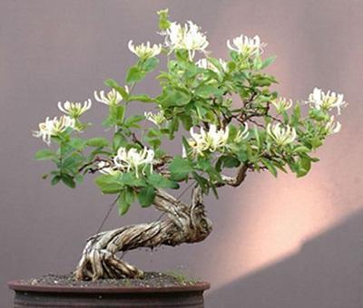 金银花盆栽怎么种植