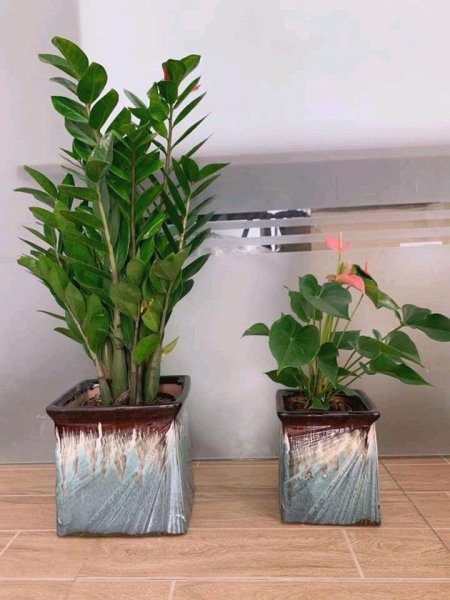 金钱树怕热吗